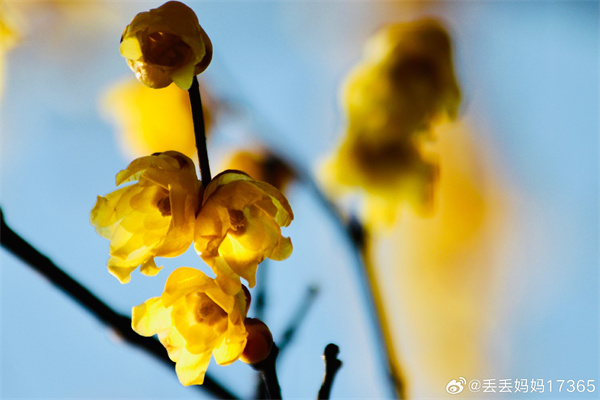 【圖說淮南】——墻角數枝梅，凌寒獨自開