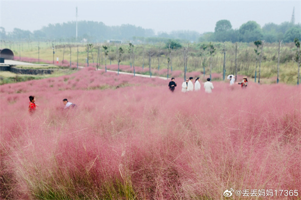 【圖說淮南】——紅色粉黛  ???