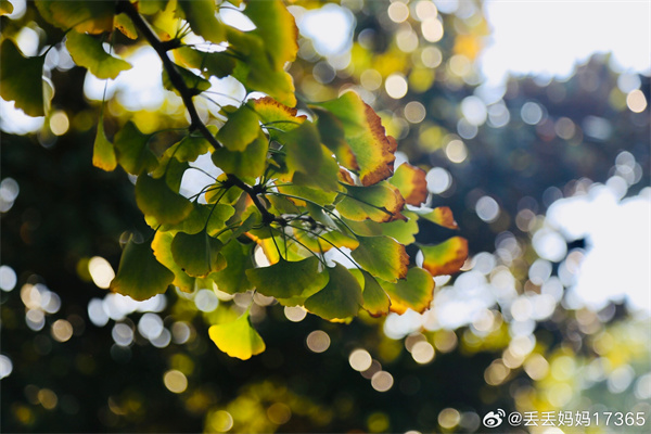 【圖說淮南】——霜降水痕收