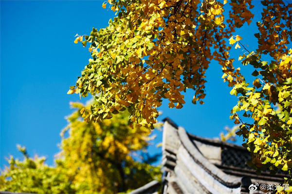 【圖說淮南】——鴨腳當年自一時，瓦盆雕砌影毰毸  